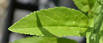 ヒメルリトラノオの葉