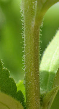 ヒメルリトラノオの茎