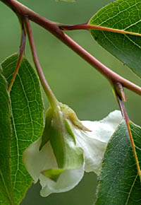 ヒメシャラ Stewartia Monadelpha ツバキ科 Theaceae ナツツバキ属 三河の植物観察