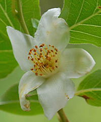 ヒメシャラ Stewartia Monadelpha ツバキ科 Theaceae ナツツバキ属 三河の植物観察