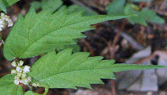 ヒメウワバミソウの葉