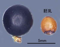 ヒメヤブランの種子と中の胚乳