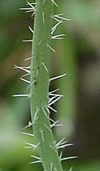 ヒナゲシの茎