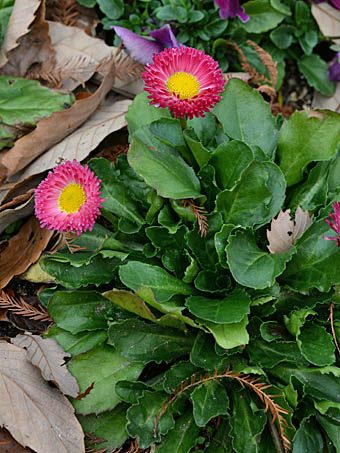 ヒナギク Bellis Perennis キク科 Asteraceae Compositae ヒナギク属 三河の植物観察