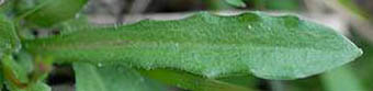 ヒナギキョウの葉表