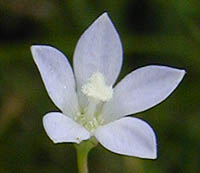 ヒナギキョウ白花