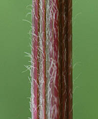 ヒナタイノコズチの茎