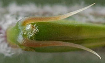 ヒナタイノコズチ小苞の付属体