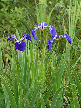 ヒオウギアヤメ Iris Setosa アヤメ科 Iridaceae アヤメ属