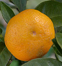 ヒラミレモンの果実3