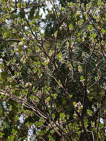 ヒロハドウダンツツジ Enkianthus Perulatus Form Japonicus ツツジ科 Ericaceae ドウダンツツジ属 三河の植物観察