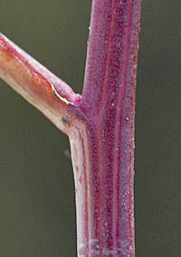 ヒロハホウキギク茎と葉基部