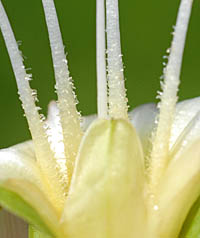 ヒルガオ花糸の腺毛と萼の上部