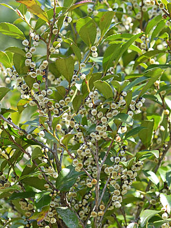 ヒサカキ Eurya Japonica モッコク科 Pentaphylacaceae ヒサカキ属 三河の植物観察