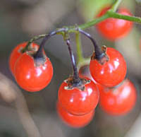 ヒヨドリジョウゴ赤い実