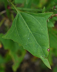 ホコガタアカザの三角状鉾形の葉