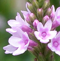 ホコガタハナガサの花
