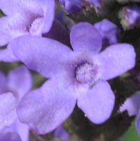 ホコガタハナガサ・ブルースパイアーの花