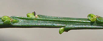 エニシダ茎2