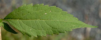 ホシナシヒヨドリバナの葉表
