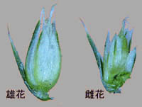 ホソアオゲイトウ花