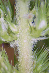 ホソアオゲイトウ花序軸の縮れ毛
