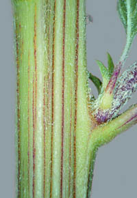 ホソアオゲイトウ茎