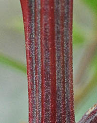 ホソバアカザの茎