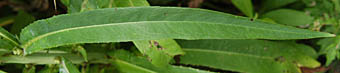 ホソバアキノノゲシの葉