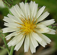 ホソバアキノノゲシの花