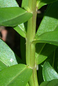 ホソバアンゲロンソウの茎