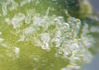 ホソバハマアカザ苞の粒状物