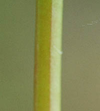ホソバヒメミソハギ茎