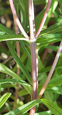 ホソバヒャクニチソウの茎
