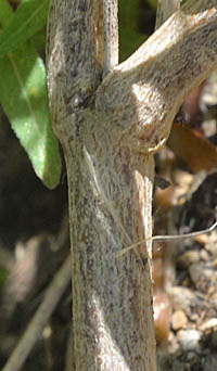 ホソバヒャクニチソウの茎2
