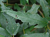 ホソバイヌビワの葉