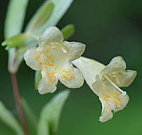 ホソバコツクバネウツギの花