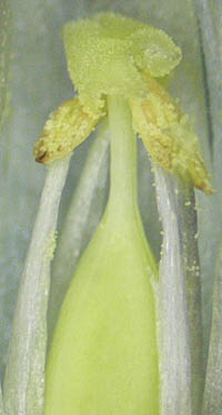 ホソバノツルリンドウの雄しべと雌しべ