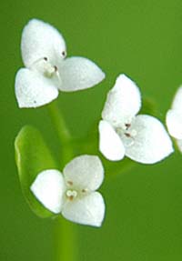 ホソバノヨツバムグラの花