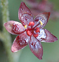 ホソバシュロソウの花