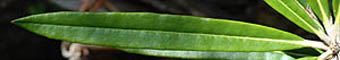 ホソバシャクナゲ葉