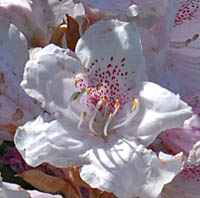 ホソバシャクナゲの花2