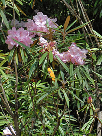 ホソバシャクナゲ Rhododendron Makinoi ツツジ科 Ericaceae ツツジ属 三河の植物観察
