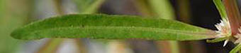 ホソバツルノゲイトウの葉