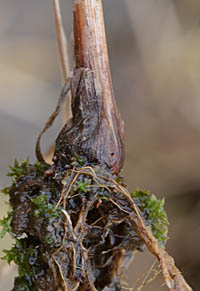 ホソミキンガヤツリの茎の基部