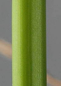 ホソミキンガヤツリの茎