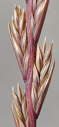 ホソムギ Lolium Perenne イネ科 Poaceae ドクムギ属 三河の植物観察