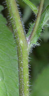 ホタルブクロの茎と葉の基部