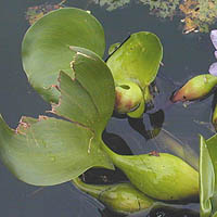 ホテイアオイ浮き袋のある葉