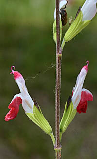 ホットリップス チェリーセージ Salvia Microphylla Hot Lips シソ科 Lamiaceae Labiatae アオギリ属 三河の植物観察